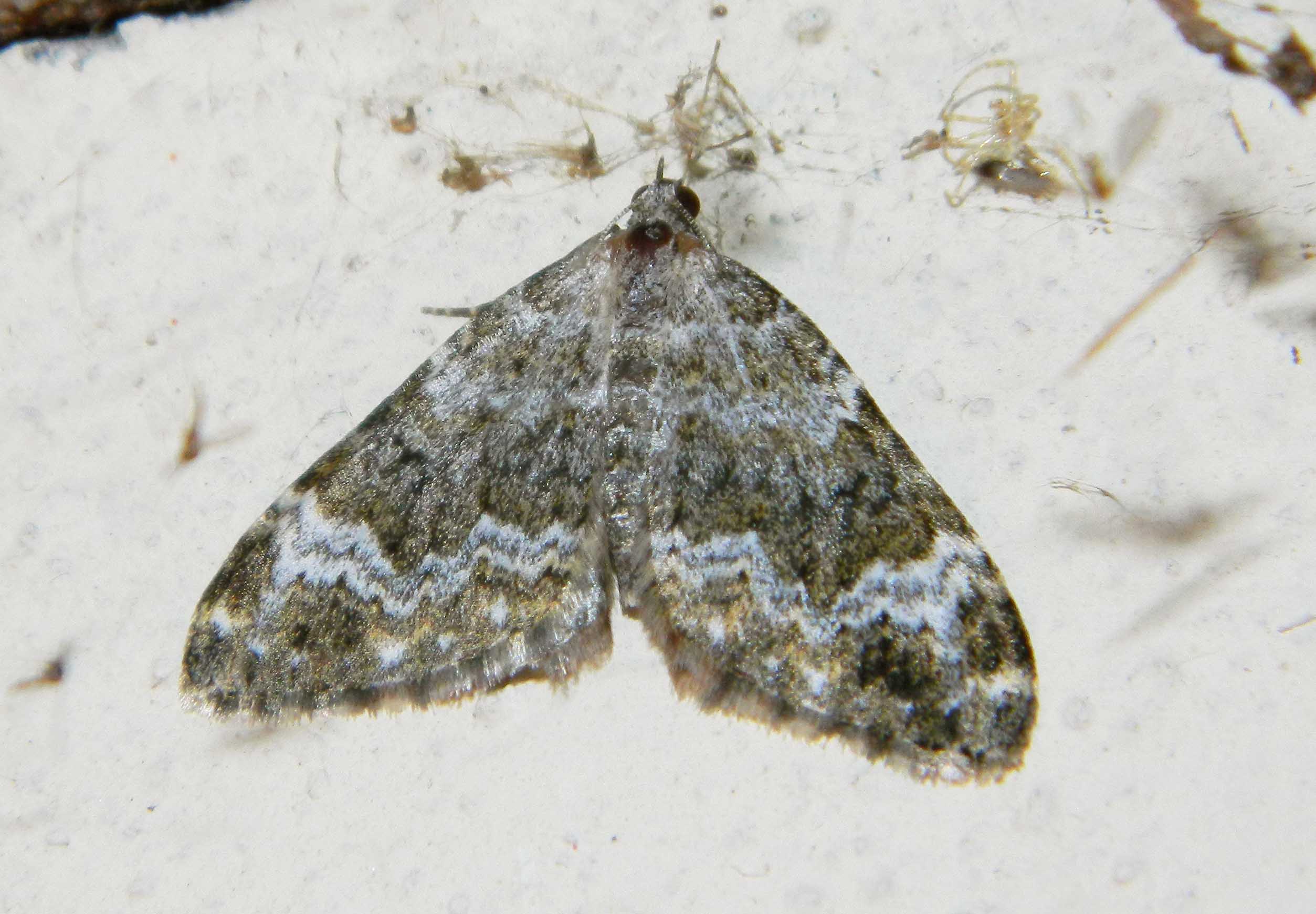 Geometridae da identificare - Coenotephria tophaceata